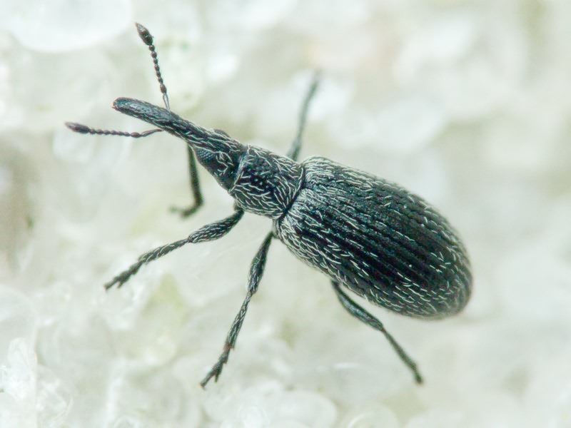 Apionidae Schönherr, 1823